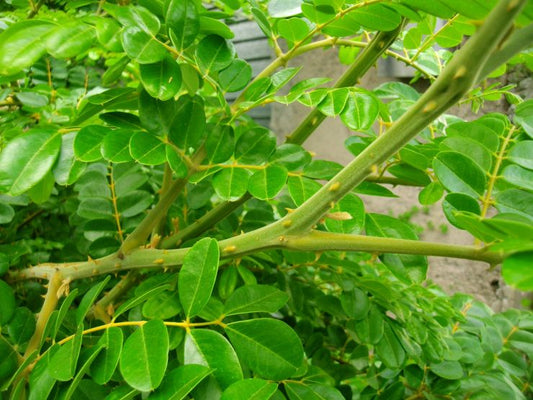 Hex Removal Bath image 0