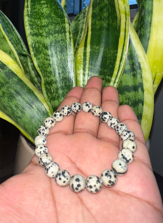 Dalmation Jasper image 0