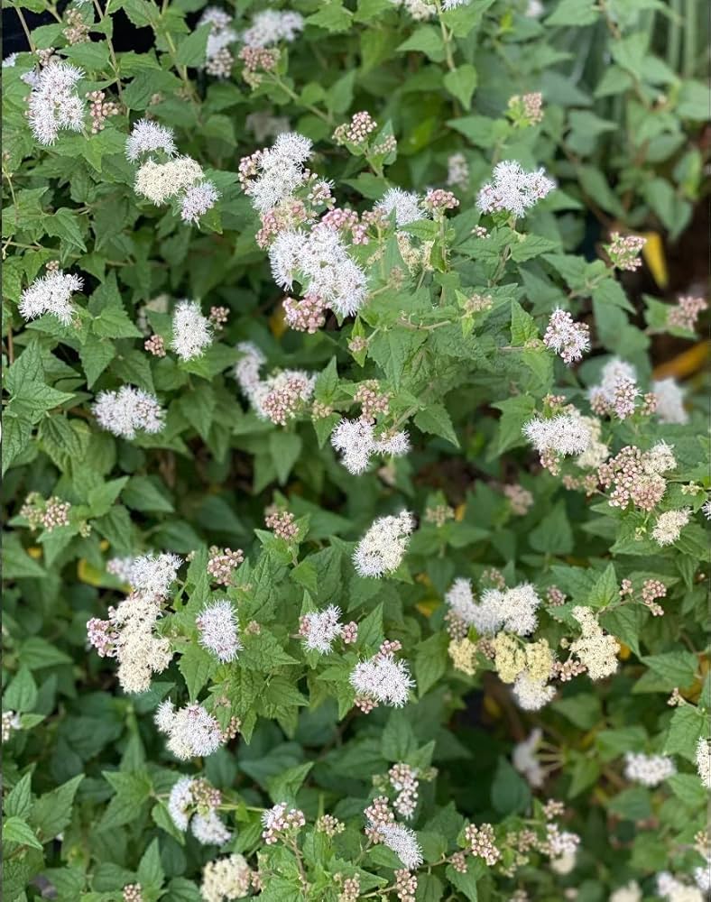 Abre Camino Bath image 0